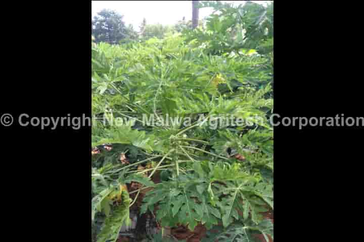 leaf curl of chilli control pesticides